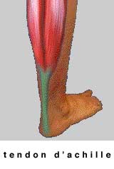 tendon d'achille